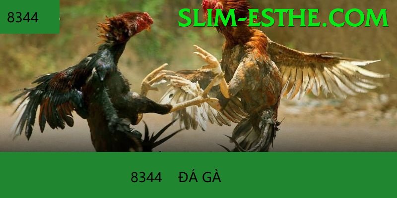 Đá Gà Trực Tiếp - 88go